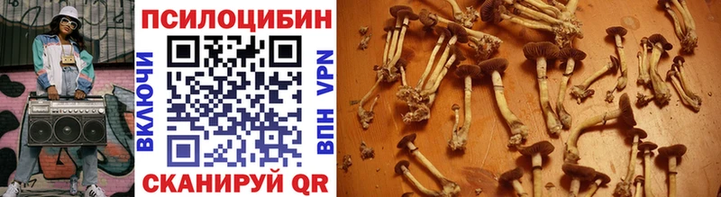 мориарти клад  Солнечногорск  Псилоцибиновые грибы Cubensis 